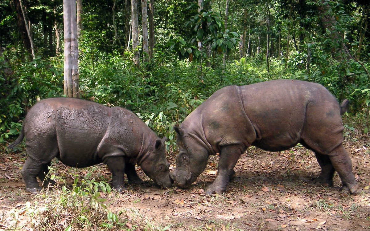Badak Jawa (Javan Rhino)
